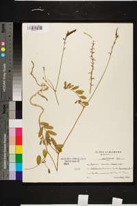 Tephrosia spicata image