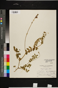 Tephrosia spicata image