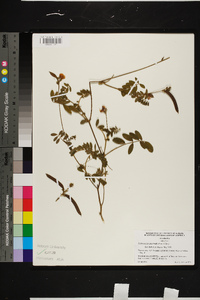 Tephrosia spicata image