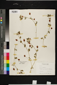 Trifolium aureum image