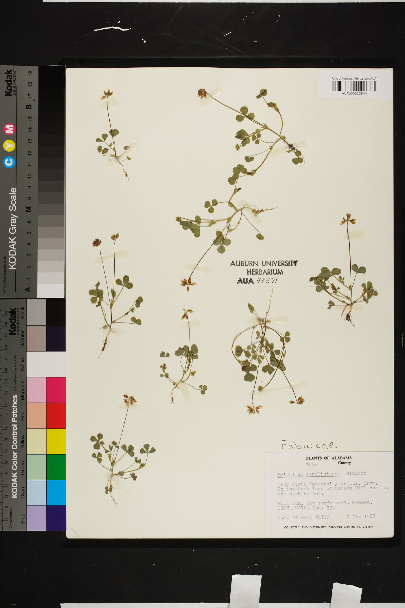 Trifolium carolinianum image