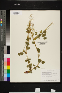 Trifolium incarnatum image