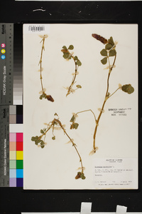 Trifolium incarnatum image