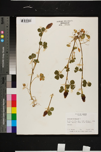 Trifolium incarnatum image