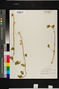 Trifolium incarnatum image