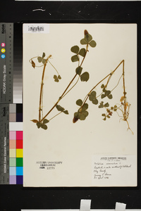 Trifolium incarnatum image