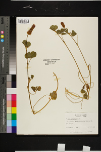 Trifolium incarnatum image