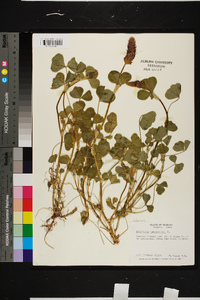 Trifolium incarnatum image