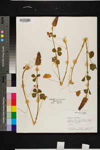 Trifolium incarnatum image