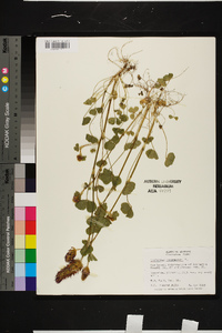 Trifolium incarnatum image