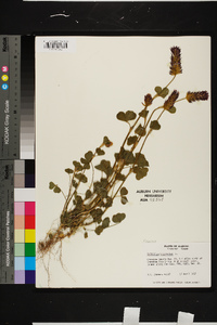 Trifolium incarnatum image