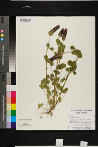 Trifolium incarnatum image