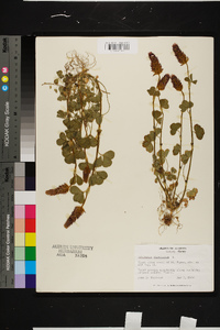 Trifolium incarnatum image