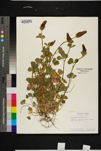 Trifolium incarnatum image