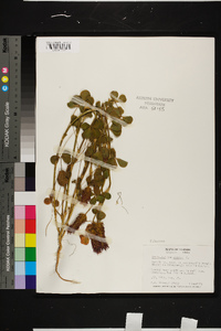 Trifolium incarnatum image