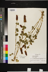 Trifolium incarnatum image