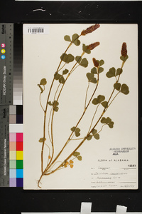 Trifolium incarnatum image