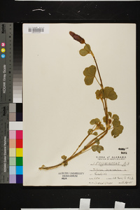 Trifolium incarnatum image