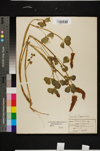 Trifolium incarnatum image