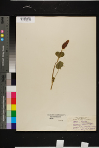 Trifolium incarnatum image