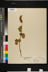 Trifolium incarnatum image