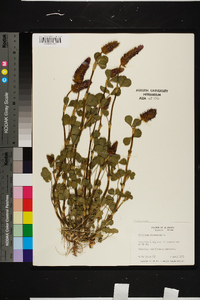 Trifolium incarnatum image