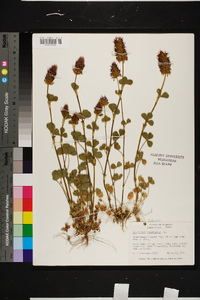 Trifolium incarnatum image