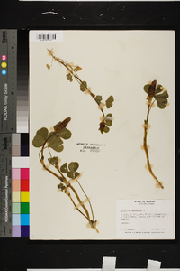 Trifolium incarnatum image