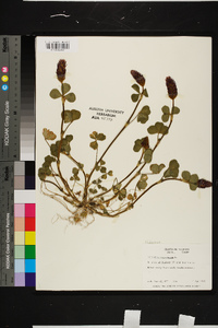 Trifolium incarnatum image