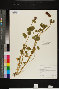 Trifolium incarnatum image