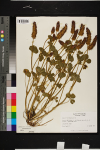 Trifolium incarnatum image