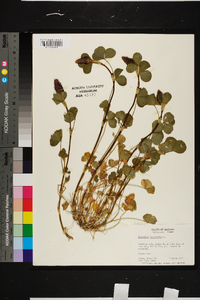 Trifolium incarnatum image