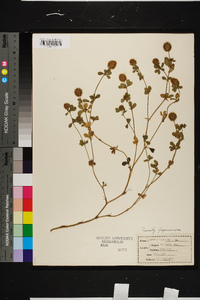 Trifolium lappaceum image