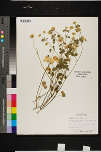 Trifolium nigrescens image