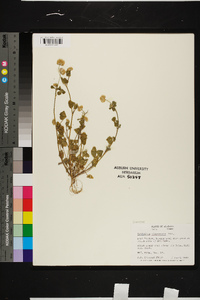 Trifolium nigrescens image