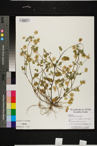 Trifolium nigrescens image