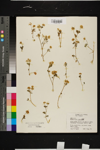 Trifolium nigrescens image