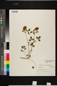 Trifolium reflexum image