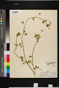 Trifolium resupinatum image