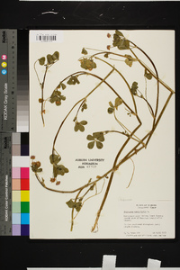 Trifolium resupinatum image