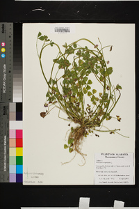 Trifolium resupinatum image