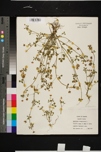 Trifolium resupinatum image