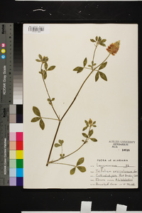 Trifolium vesiculosum image