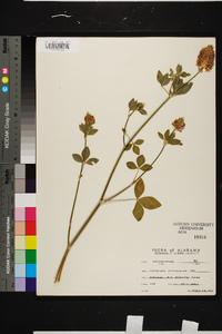 Trifolium vesiculosum image