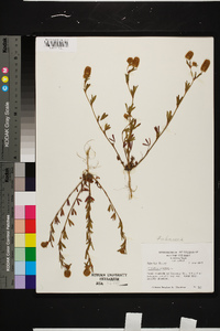 Trifolium arvense image