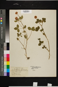 Trifolium hybridum image