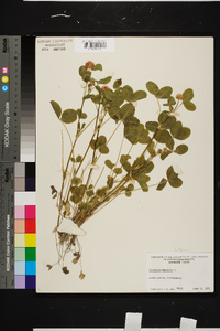 Trifolium hybridum image