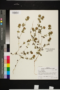 Trifolium lappaceum image