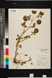 Trifolium reflexum image