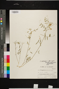 Vicia caroliniana image